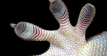 Nanoscale hairs on the toes of a gecko help this lizard climb walls.
